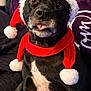 dog, black_dog, white_patch, santa_hat, red_scarf, festive, holiday, tongue_out, pet, indoors, blanket, purple_blanket, plant, cute, portrait, animal, canine, expressive_eyes, cozy, christmas