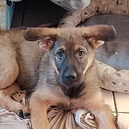 Boulette participe au concours pour gagner de l'argent avec cette photo : dog, puppy, floppy_ears, brown_fur, short_fur, black_nose, brown_eyes, pet, animal, portrait, close_up, indoors, bed, blanket, pillow, cozy, lounging, sitting, cute, home