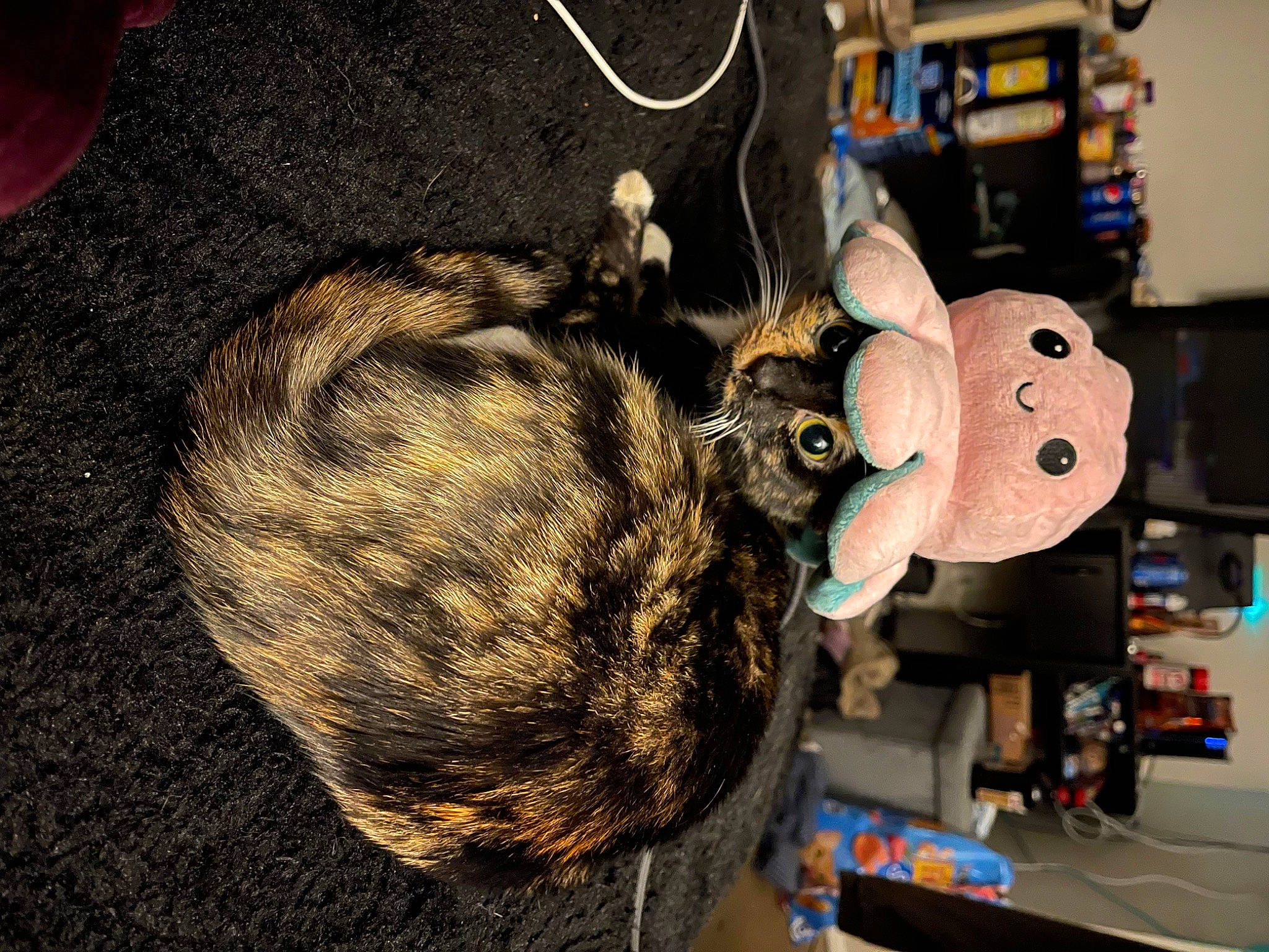 Amber is registered to the contest to win money with this photo: cap, cat, denim, domestic_short_haired_cat, fashion_accessory, felidae, fur, machine, small_to_medium_sized_cats, stuffed_toy, tail, thread, toy, whiskers, wool