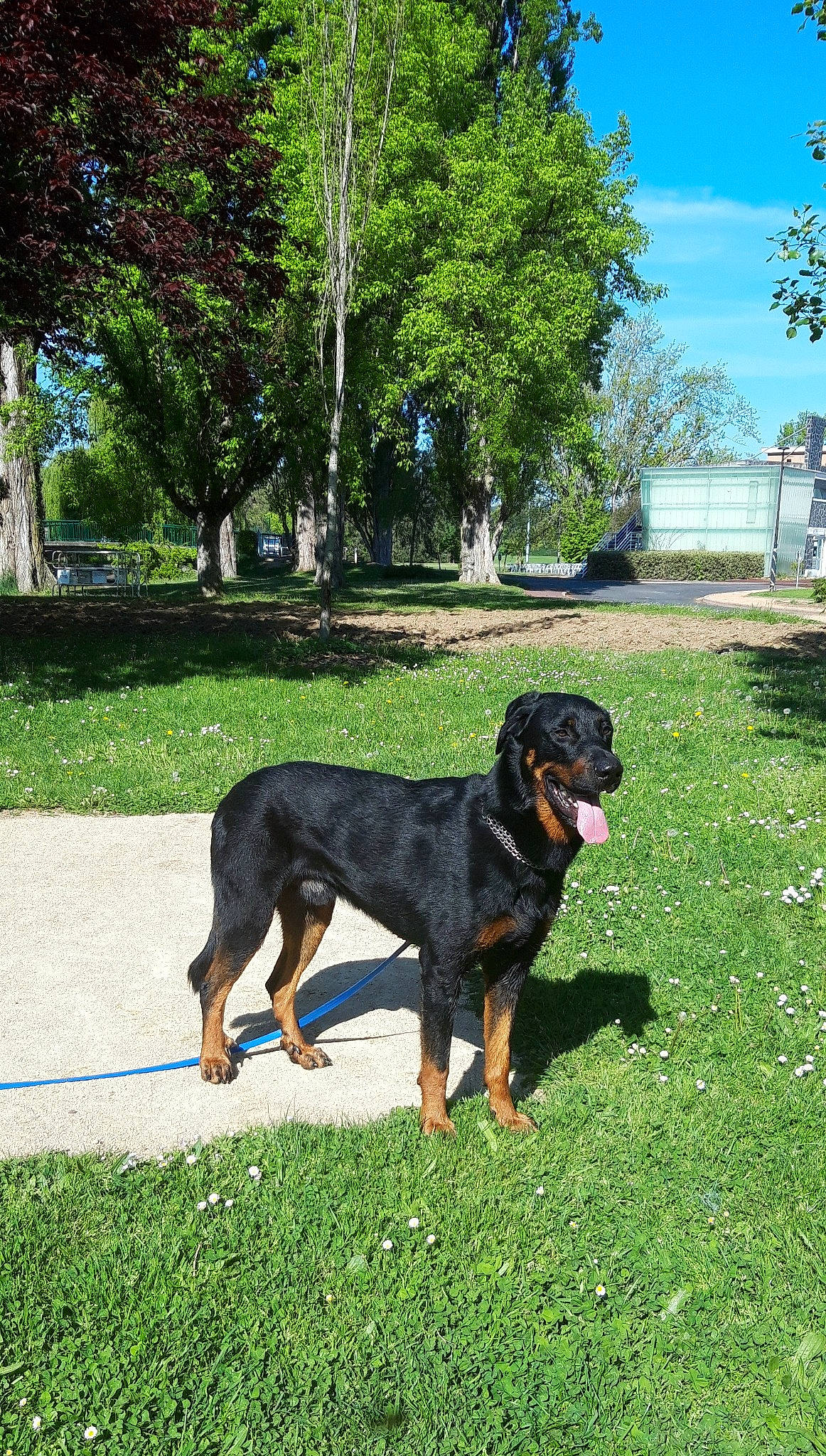 Sonny a rejoint le concours — aidez-le/la à gagner de superbes lots ! canidae, carnivore, cloud, companion_dog, dog, dog_breed, grass, guard_dog, hunting_dog, plant, sky, sporting_group, tail, terrestrial_animal, tree, working_animal, working_dog