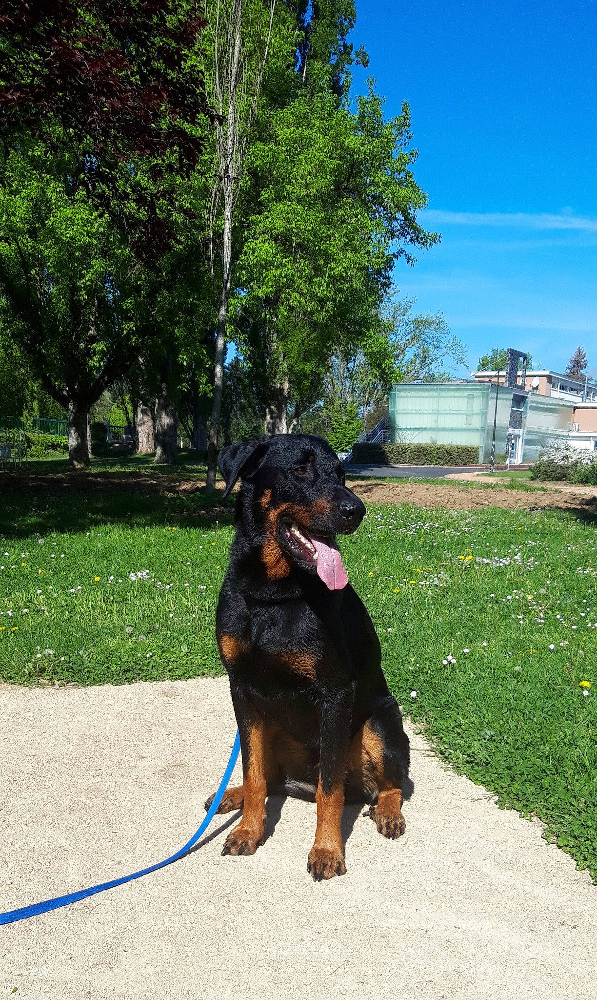 Sonny a rejoint le concours — aidez-le/la à gagner de superbes lots ! canidae, carnivore, collar, companion_dog, dog, dog_breed, grass, guard_dog, hunting_dog, plant, sky, sporting_group, tail, terrestrial_animal, tree, window, working_animal, working_dog