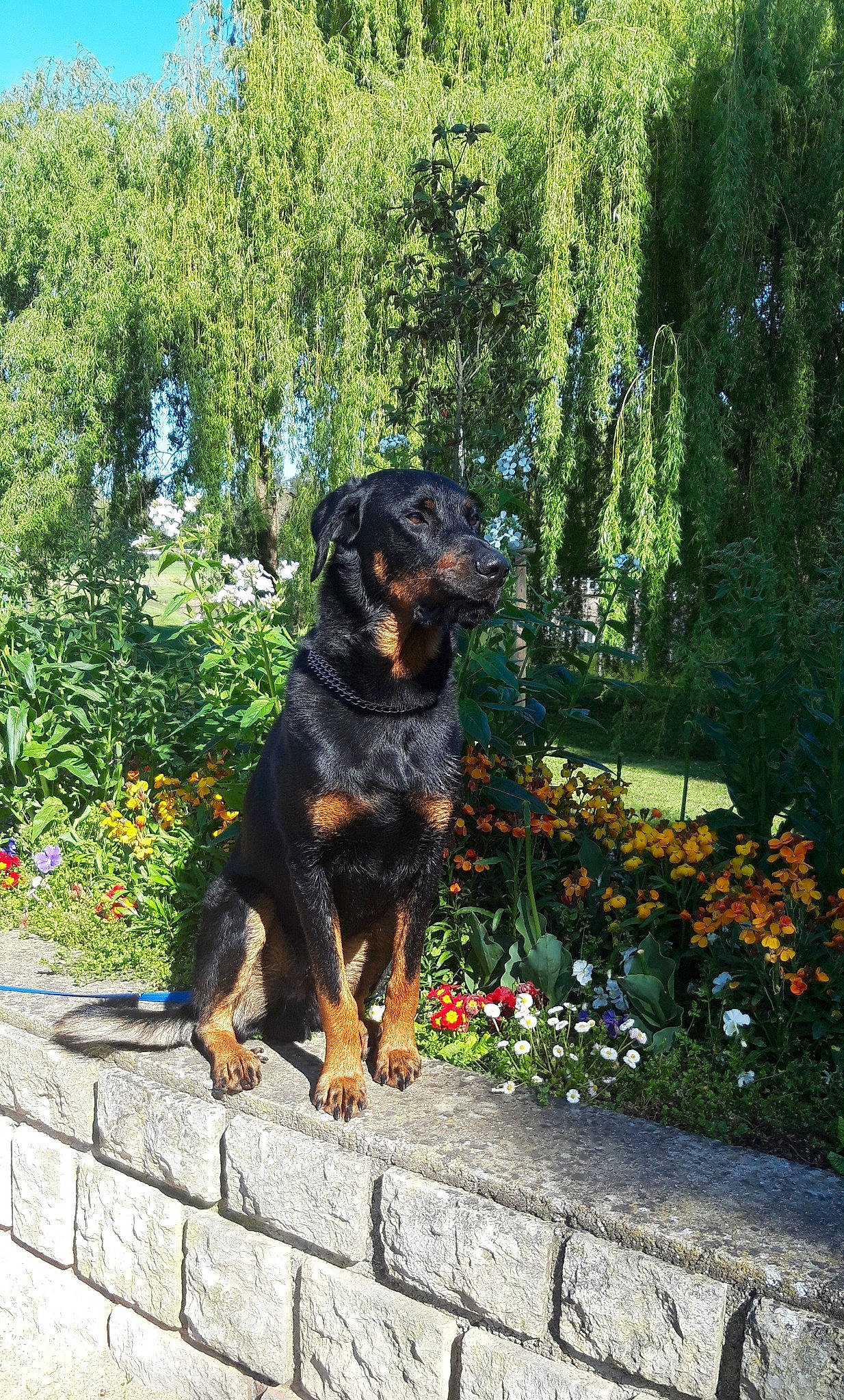 Sonny participe au concours pour gagner de l'argent avec cette photo : canidae, carnivore, collar, companion_dog, dog, dog_breed, fawn, flower, garden, grass, groundcover, guard_dog, plant, rottweiler, shrub, sporting_group, tail, tree, working_animal, working_dog