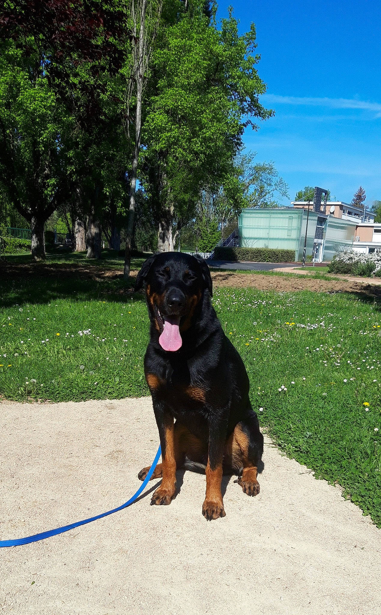 Sonny a rejoint le concours — aidez-le/la à gagner de superbes lots ! canidae, carnivore, collar, companion_dog, dog, dog_breed, dog_collar, fawn, grass, guard_dog, liver, plant, rottweiler, sky, snout, sporting_group, tail, tree, working_animal, working_dog