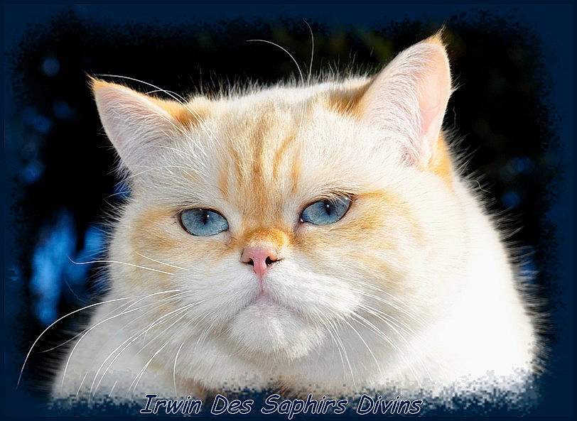 Irwin a rejoint le concours — aidez-le/la à gagner de superbes lots ! carnivore, cat, domestic_short_haired_cat, fawn, felidae, fur, iris, paw, photo_caption, rectangle, small_to_medium_sized_cats, snout, symmetry, terrestrial_animal, whiskers