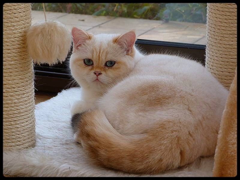 Irwin participe au concours pour gagner de l'argent avec cette photo : carnivore, cat, claw, comfort, domestic_short_haired_cat, fawn, felidae, fur, paw, rectangle, small_to_medium_sized_cats, snout, tail, whiskers, window, wood