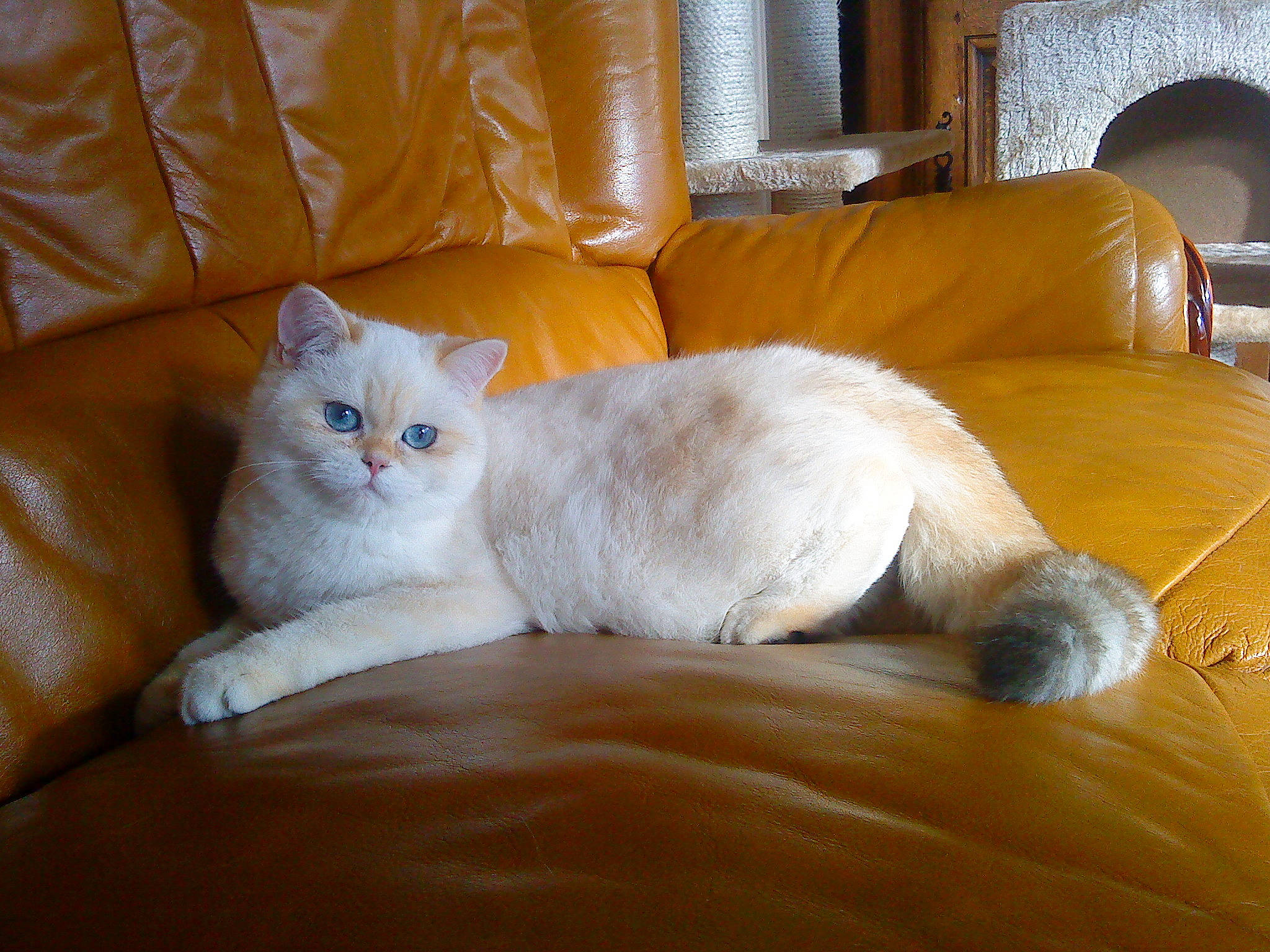 Irwin participe au concours pour gagner de l'argent avec cette photo : bed, bedding, carnivore, cat, comfort, couch, domestic_short_haired_cat, felidae, flooring, fur, hardwood, linens, paw, room, sitting, small_to_medium_sized_cats, studio_couch, tail, whiskers, wood