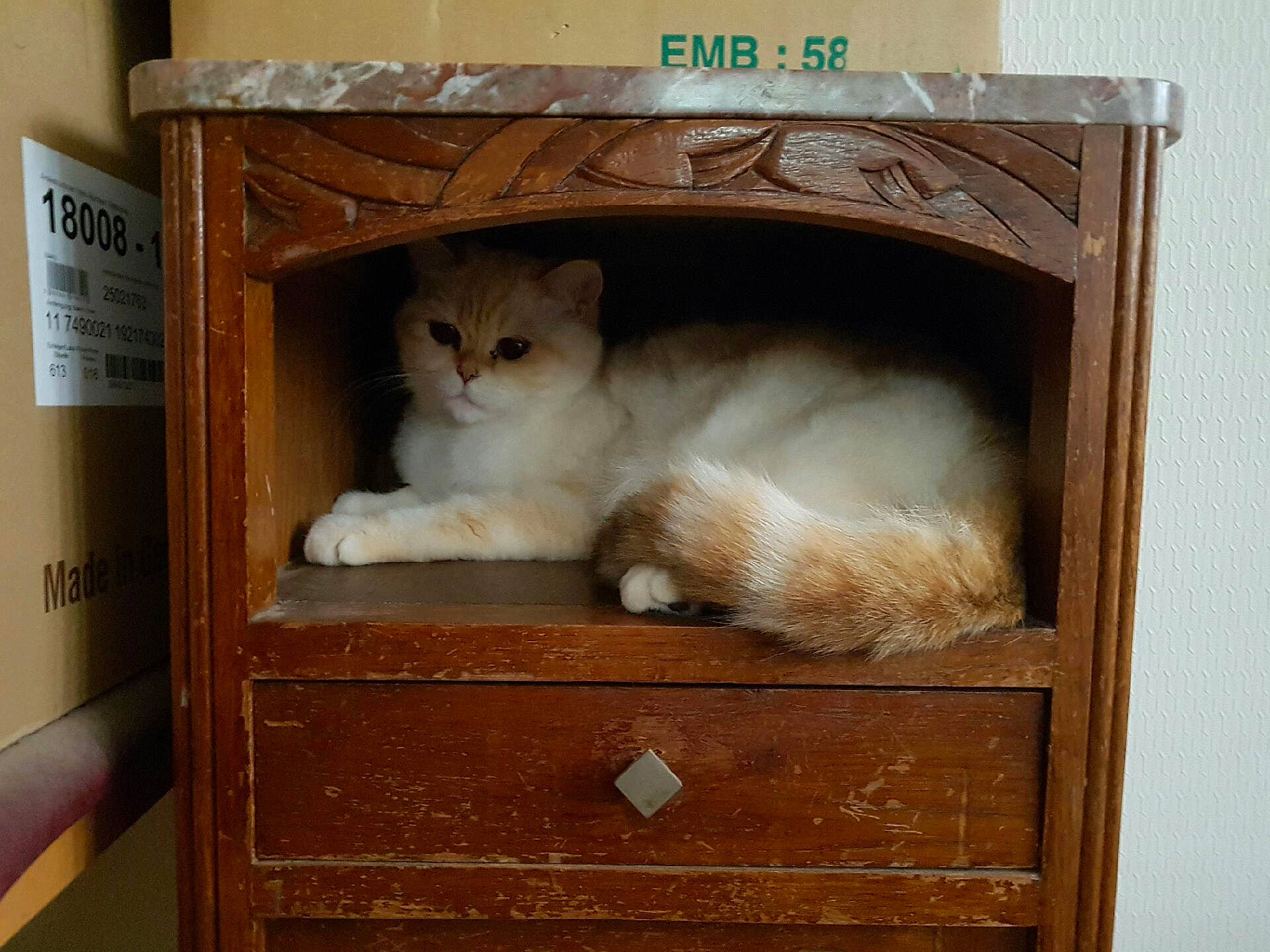 Irwin a rejoint le concours — aidez-le/la à gagner de superbes lots ! box, cabinetry, cardboard, carnivore, cat, cat_supply, cupboard, domestic_short_haired_cat, drawer, fawn, felidae, fur, hardwood, pet_supply, rectangle, shelf, shelving, small_to_medium_sized_cats, whiskers, wood