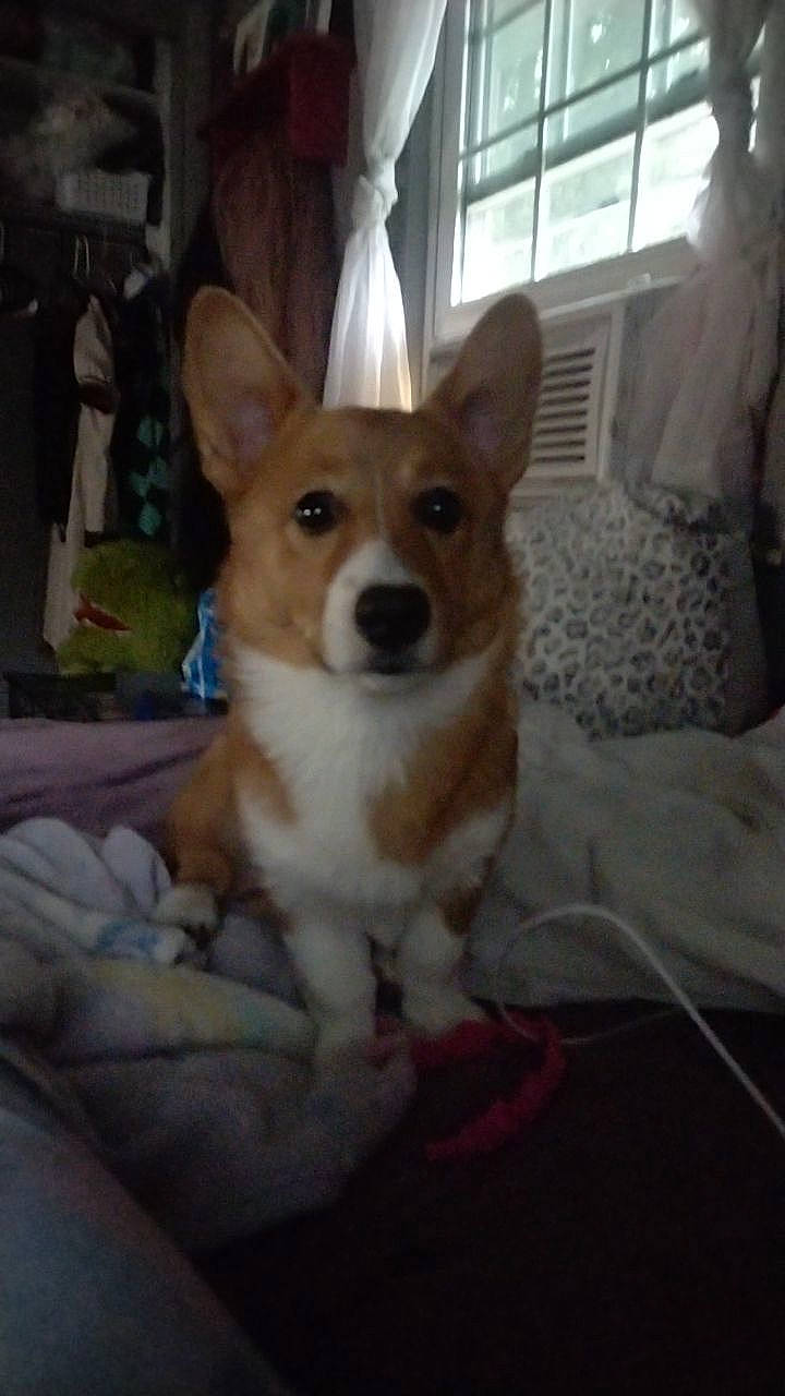 Sandy is registered to the contest to win money with this photo: ancient_dog_breeds, canidae, carnivore, comfort, companion_dog, dog, dog_breed, dog_supply, door, flooring, fur, non_sporting_group, snout, tail, terrestrial_animal, whiskers, window, working_animal