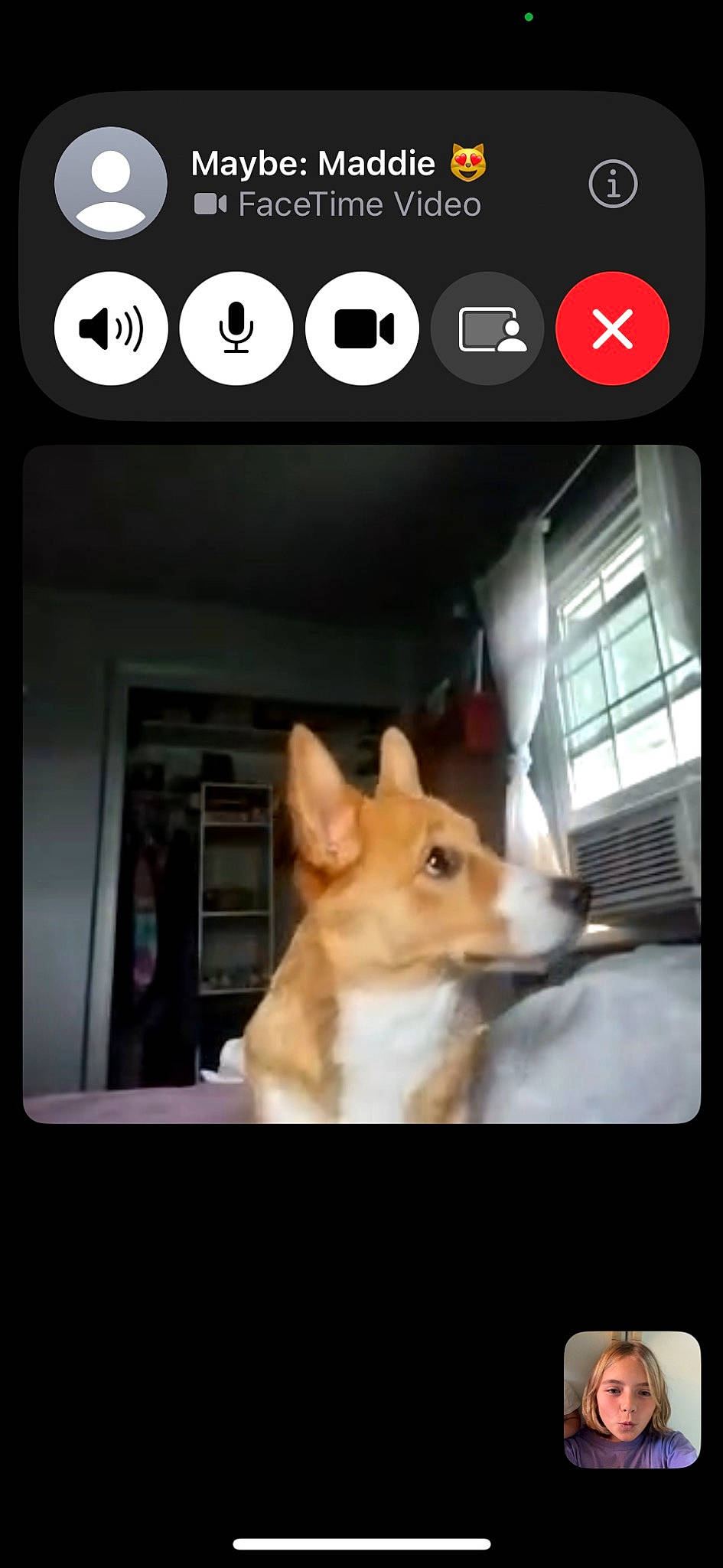 Sandy joined the competition — help win amazing prizes! canidae, carnivore, companion_dog, dog, dog_breed, dog_supply, door, fawn, fixture, font, multimedia, photo_caption, rectangle, sporting_group, tail, toy_dog, whiskers, window, wood, working_animal