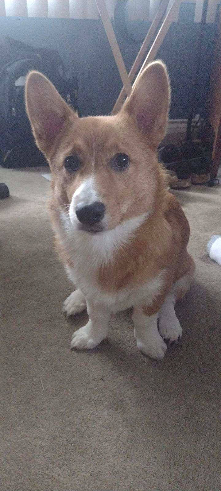 Sandy joined the competition — help win amazing prizes! canidae, carnivore, collar, companion_dog, dog, dog_breed, door, flooring, fur, hardwood, paw, road_surface, snout, sporting_group, tail, terrestrial_animal, whiskers, wood, working_animal