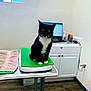 cat, tuxedo_cat, pet, veterinary_clinic, examination_table, scale, green_mat, towel, cabinet, laptop, window, floor, indoor, sitting, whiskers, paws, black_and_white, staring, medical_supplies, metal_table