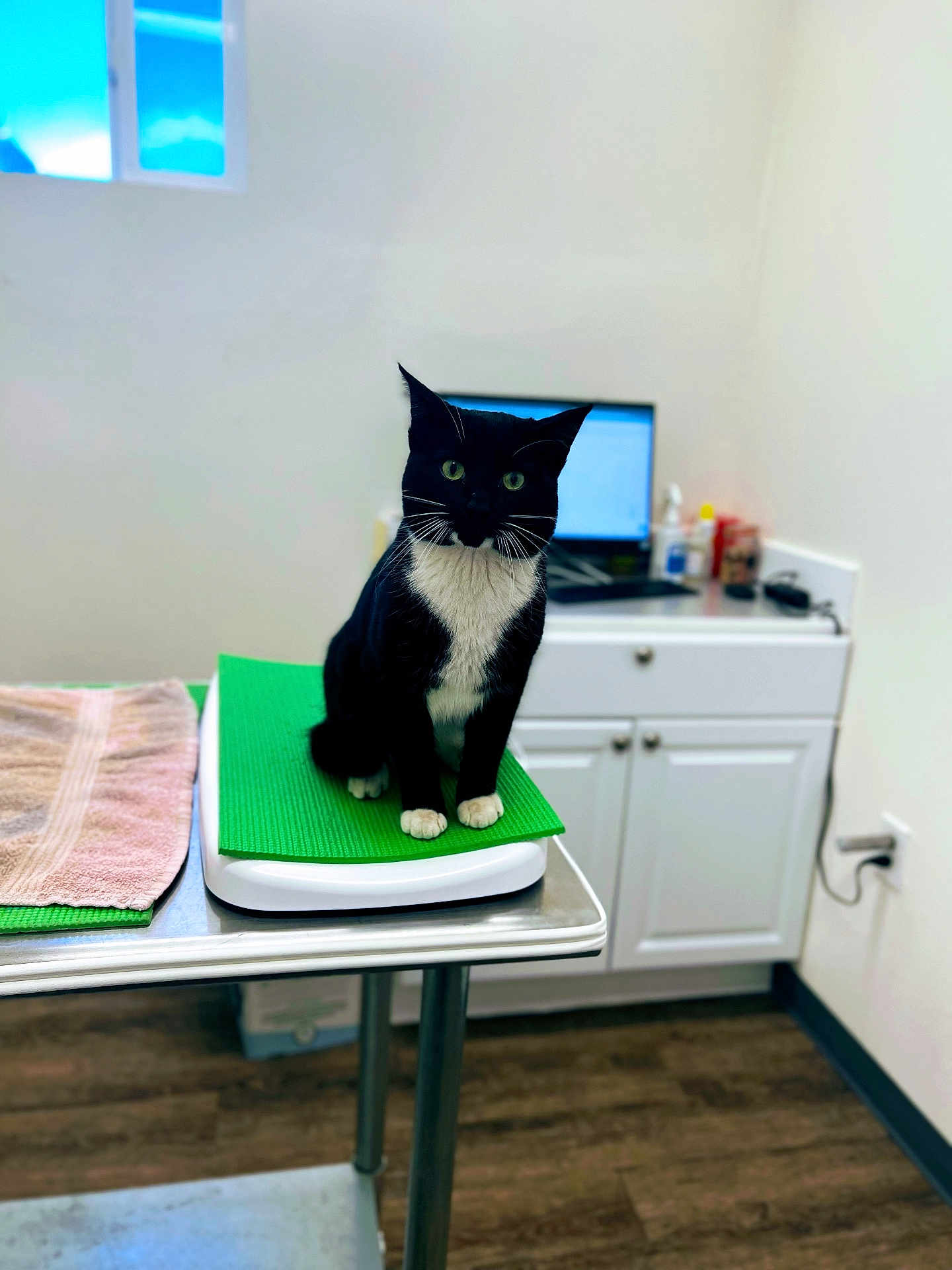 Chance joined the competition — help win amazing prizes! cat, tuxedo_cat, pet, veterinary_clinic, examination_table, scale, green_mat, towel, cabinet, laptop, window, floor, indoor, sitting, whiskers, paws, black_and_white, staring, medical_supplies, metal_table