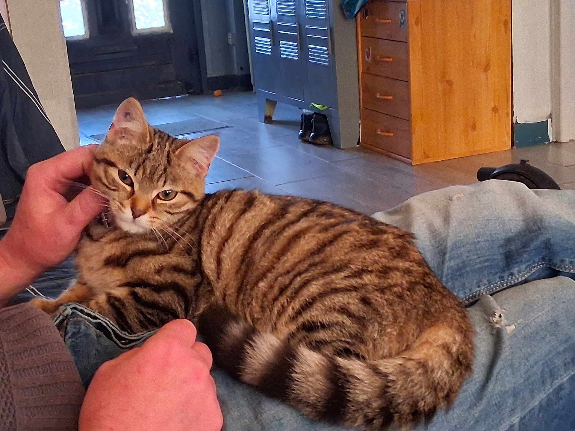 Asticot a rejoint le concours — aidez-le/la à gagner de superbes lots ! cat, tabby_cat, striped, pet, animal, indoor, person, hand, lap, furniture, wooden_drawer, floor, window, door, jeans, relaxing, scratching, cozy, comfort, domestic