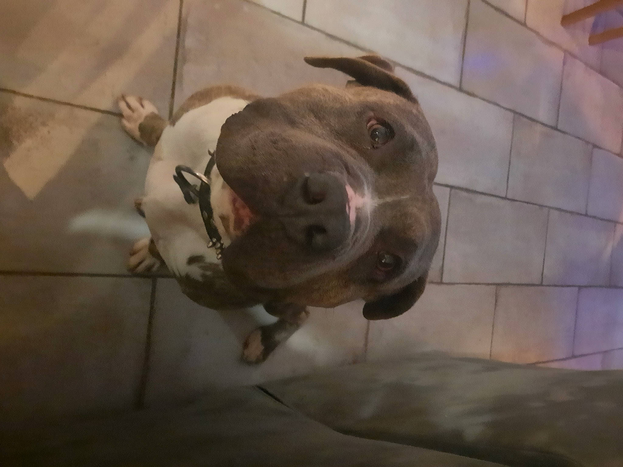 Rock participe au concours pour gagner de l'argent avec cette photo : canidae, carnivore, collar, companion_dog, dog, dog_breed, eye, fawn, flooring, fur, jaw, liver, metal, pet_supply, snout, sporting_group, terrestrial_animal, whiskers, working_animal, wrinkle