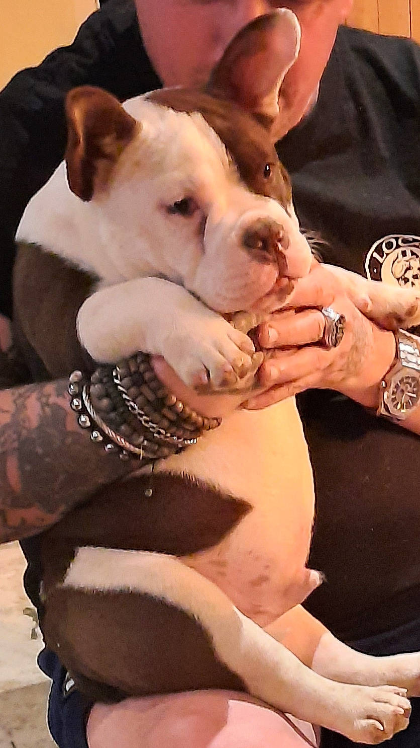 Tank a rejoint le concours — aidez-le/la à gagner de superbes lots ! canidae, carnivore, collar, companion_dog, dog, dog_breed, dog_collar, fawn, fur, jewellery, nail, paw, snout, sporting_group, thigh, trunk, watch, whiskers, working_animal, wrist