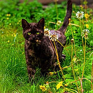Rockette participe au concours pour gagner de l'argent avec cette photo : animal, black_cat, cat, close_up, curious, dandelions, daylight, feline, flowers, garden, grass, green_eyes, leaf, nature, outdoor, pet, plant, stem, walking, wildlife