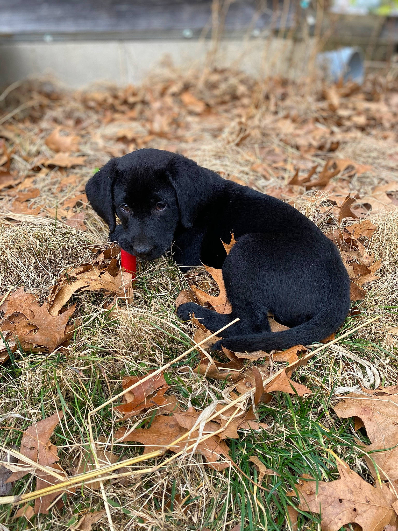 Piper joined the competition — help win amazing prizes! canidae, carnivore, dog, dog_breed, guard_dog, hunting_dog, labrador_retriever, montenegrin_mountain_hound, patterdale_terrier, polish_hunting_dog, puppy, snout, sporting_group
