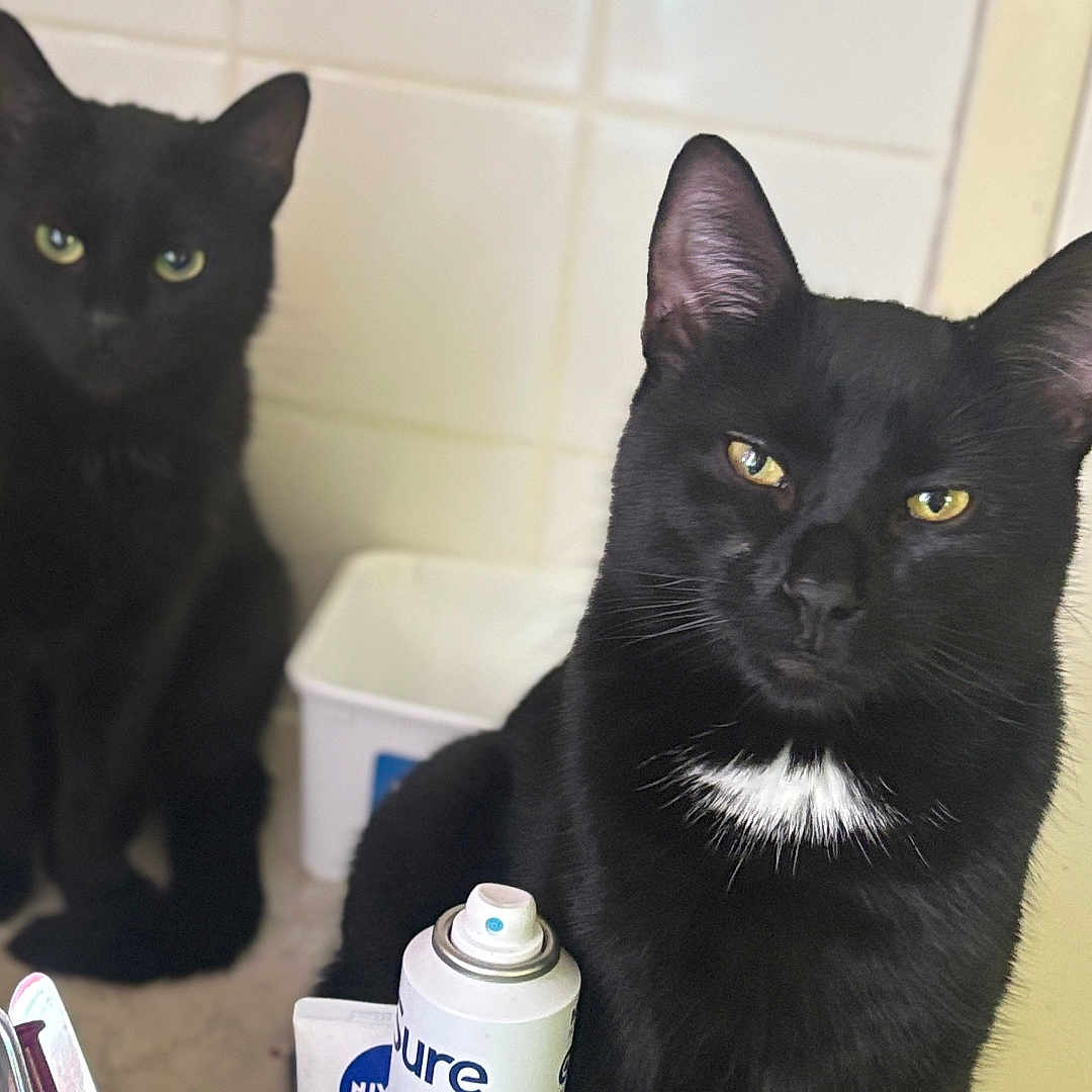 Raven And Shadow is registered to the contest to win money with this photo: animal_portrait, background, black_cat, cat, companion, countertop, curious, domestic_animal, domestic_life, feline, household_items, indoor, kitchen, looking_at_camera, pet, sitting, spray_can, two_animals, utensils, white_tile