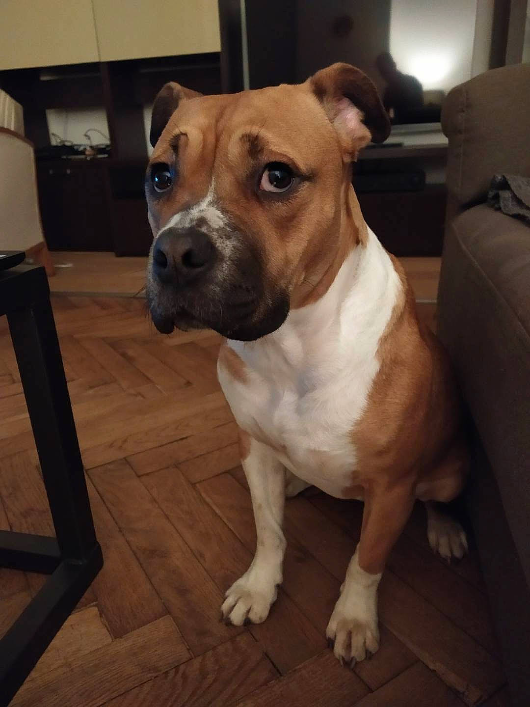 Kaina participe au concours pour gagner de l'argent avec cette photo : american_bulldog, american_pit_bull_terrier, american_staffordshire_terrier, canidae, carnivore, companion_dog, dog, dog_breed, fawn, mammal, non_sporting_group, nose, pit_bull, rare_breed_dog, snout, sporting_group, staffordshire_bull_terrier, valley_bulldog, vertebrate, whiskers