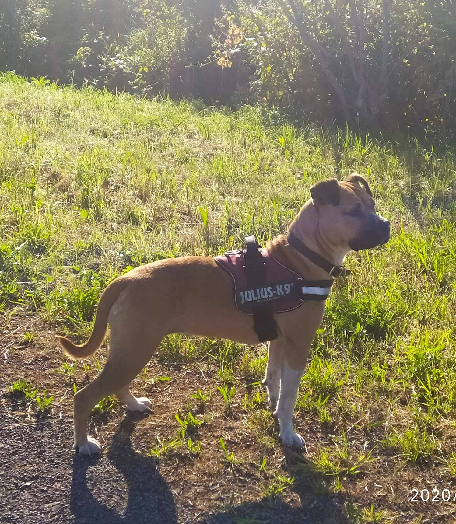 Kaina a rejoint le concours — aidez-le/la à gagner de superbes lots ! adventure, alaunt, american_pit_bull_terrier, american_staffordshire_terrier, canidae, carnivore, dog, dog_breed, fawn, hunting_dog, lurcher, mammal, mountain_cur, non_sporting_group, pit_bull, staffordshire_bull_terrier, tail, vertebrate