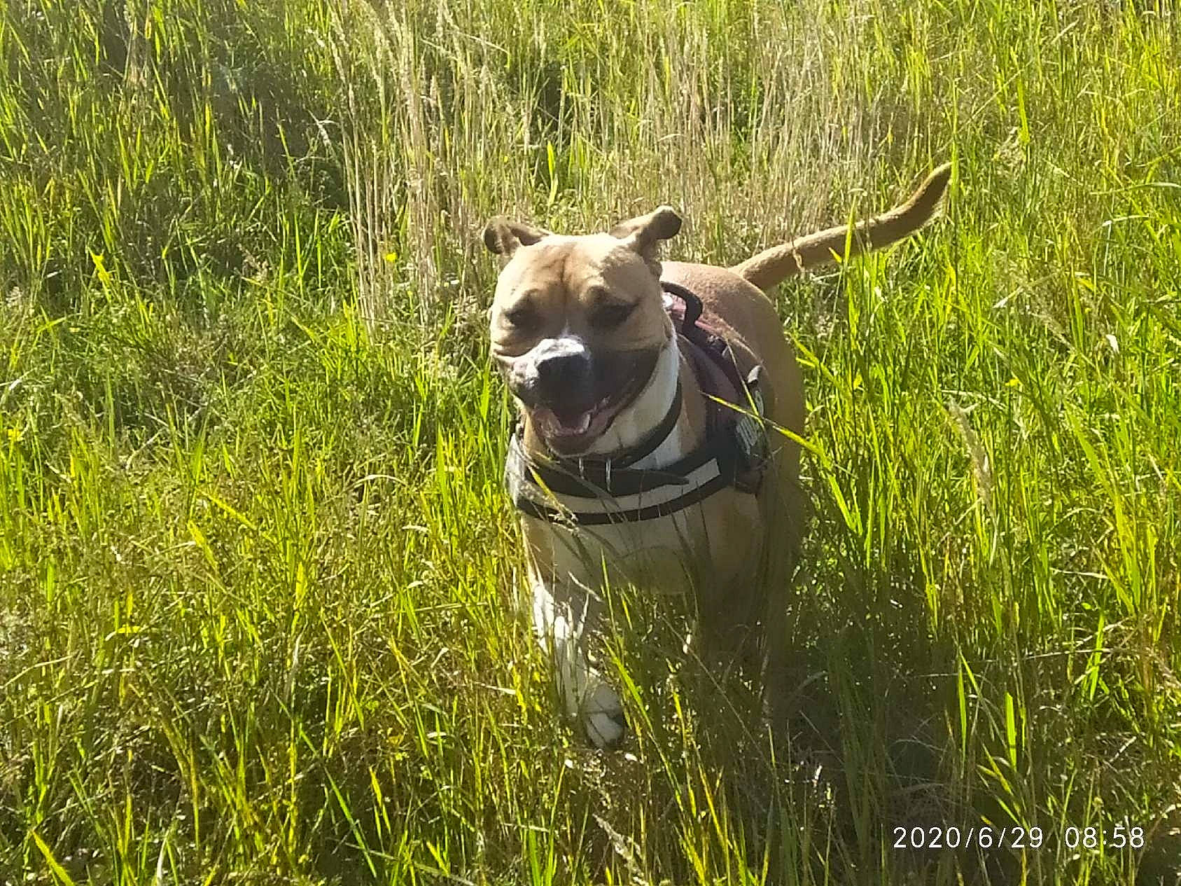 Kaina participe au concours pour gagner de l'argent avec cette photo : american_pit_bull_terrier, american_staffordshire_terrier, canidae, carnivore, dog, dog_breed, fawn, grass, grass_family, grassland, hunting_dog, meadow, non_sporting_group, paddy_field, plant, prairie, wildlife, working_animal