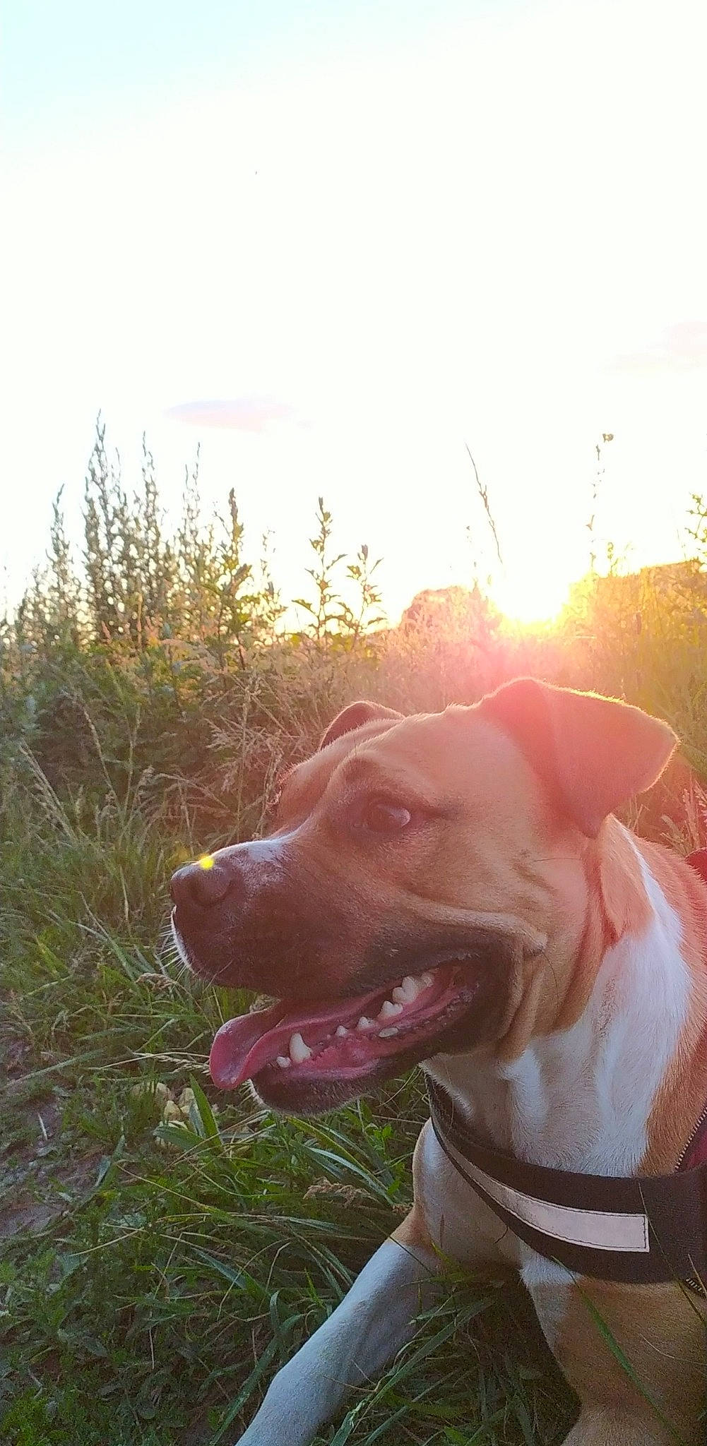 Kaina a rejoint le concours — aidez-le/la à gagner de superbes lots ! american_bulldog, american_pit_bull_terrier, american_staffordshire_terrier, bandog, bulldog, canidae, carnivore, dog, dog_breed, ear, fawn, grass, mammal, non_sporting_group, nose, pit_bull, snout, sporting_group, sunlight, vertebrate