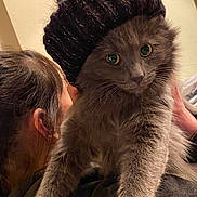 Luna Moon is registered to the contest to win money with this photo: animal, cat, closeup, cozy, cute, eyes, face, feline, fluffy, fur, gray_cat, hat, headwear, holding, indoor, knit_hat, person, pet, portrait, warm