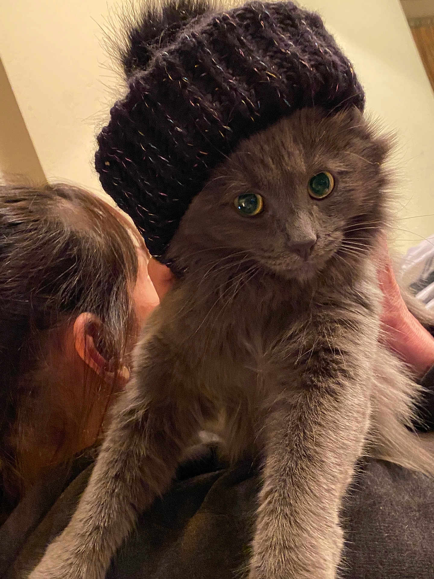 Luna Moon is registered to the contest to win money with this photo: animal, cat, closeup, cozy, cute, eyes, face, feline, fluffy, fur, gray_cat, hat, headwear, holding, indoor, knit_hat, person, pet, portrait, warm