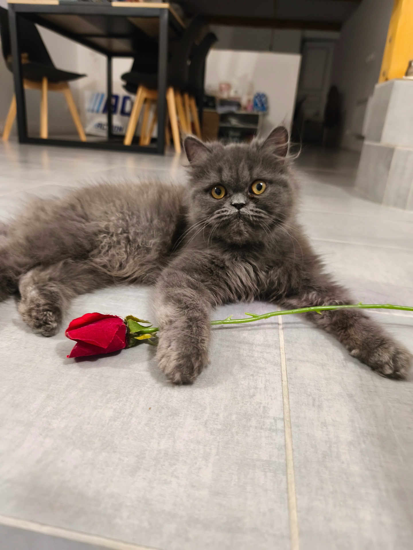 Bella participe au concours pour gagner de l'argent avec cette photo : kitten, gray_cat, rose, flower, floor, indoor, yellow_eyes, fluffy, pet, animal, cute, paw, curious, modern_interior, chair, table, dining_area, tile_floor, relaxed, young_cat