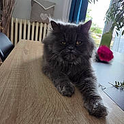 Bella a rejoint le concours — aidez-le/la à gagner de superbes lots ! cat, gray_cat, fluffy, table, wooden_table, indoor, home, window, flower, pink_flower, plant, curtain, chair, pillow, radiator, relaxed, pet, feline, stretching, cozy