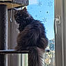 cat, long_hair, fluffy, gray_cat, pet, animal, feline, sitting, cat_tree, window, indoors, portrait, fur, tail, whiskers, ears, eyes, winter, snowflakes, sunlight