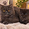 cats, two_cats, furry, fluffy, black_cat, gray_cat, kitten, pet, animal, portrait, indoors, cozy, blanket, bed, golden_eyes, blue_eyes, sitting, front_facing, long_hair, home_decor