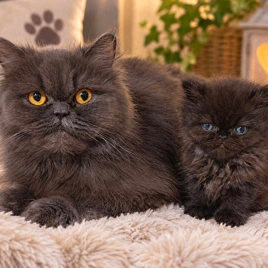 Bella Et Bloune