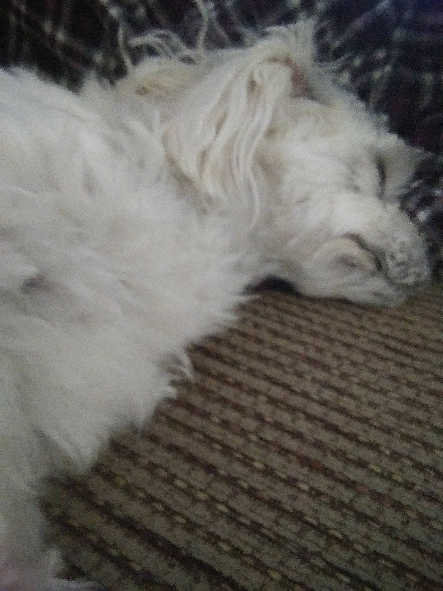 Cuddles is registered to the contest to win money with this photo: bolognese, canidae, carnivore, coton_de_tulear, dog, dog_breed, havanese, maltese, non_sporting_group, puppy, schnoodle, terrier, tibetan_terrier, toy_dog, west_highland_white_terrier