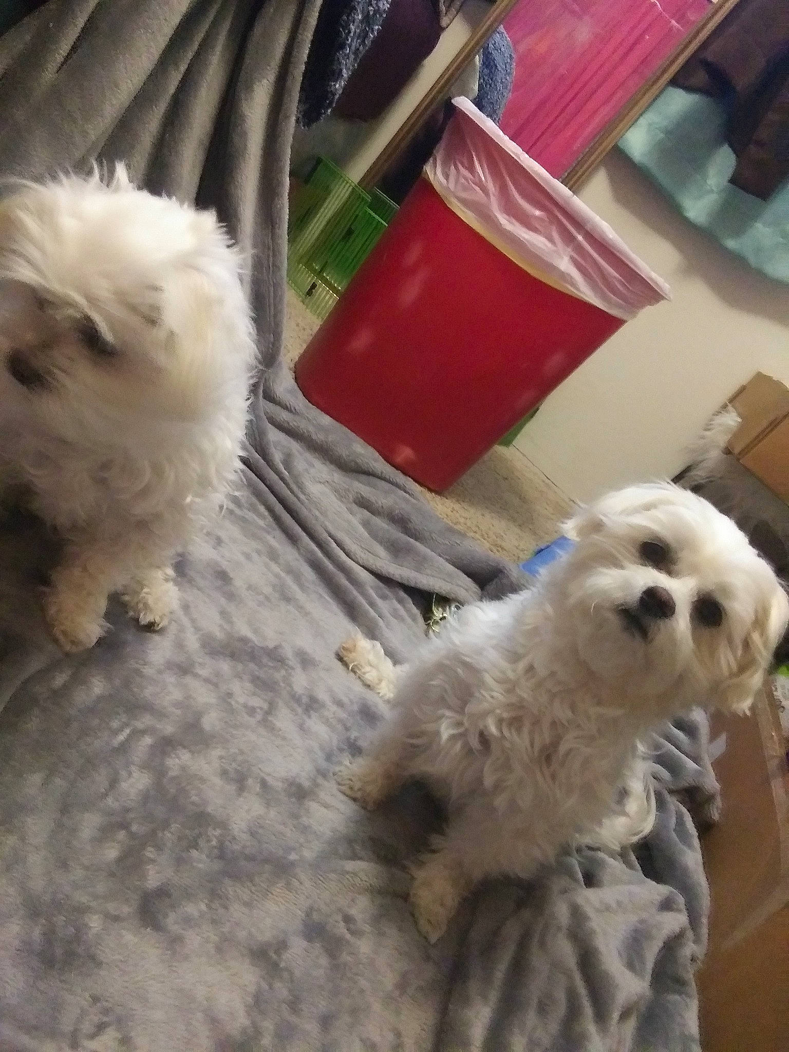 Cuddles joined the competition — help win amazing prizes! bichon, bolognese, bolonka, canidae, carnivore, chinese_imperial_dog, companion_dog, dog, dog_breed, fur, maltepoo, maltese, mammal, pomeranian, puppy, shih_tzu, snout, toy_dog, toy_poodle, vertebrate