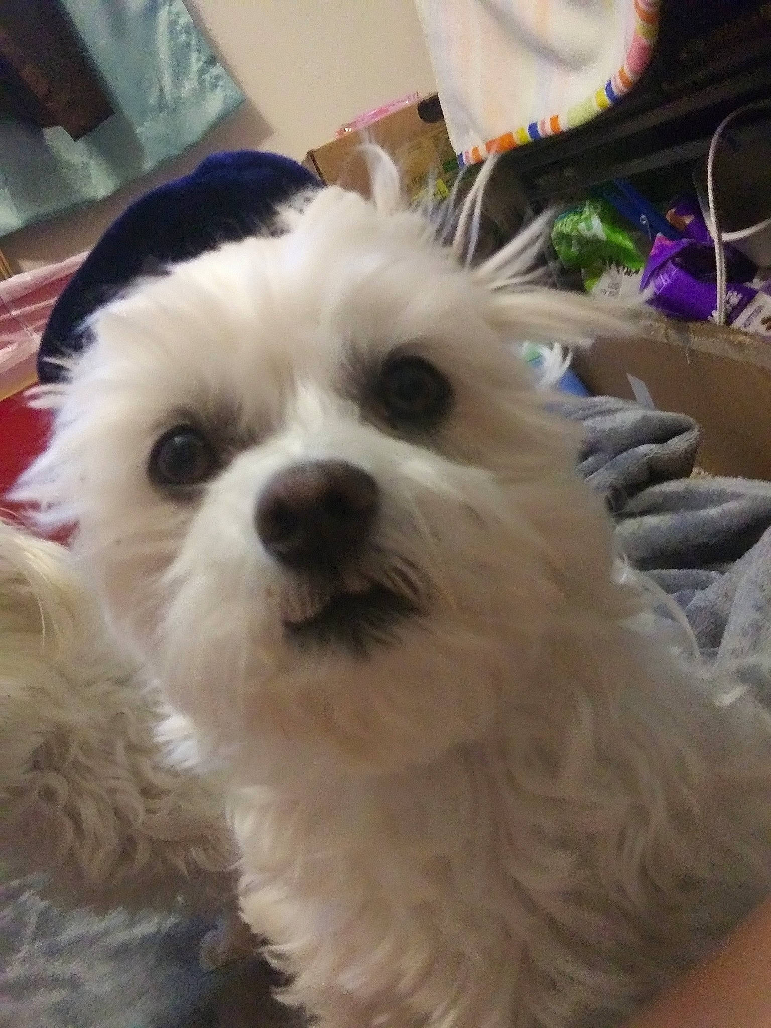 Cuddles is registered to the contest to win money with this photo: bichon, canidae, chinese_imperial_dog, companion_dog, dog, dog_breed, head, kyi_leo, maltepoo, maltese, mammal, morkie, nose, puppy, puppy_love, schnoodle, shih_tzu, skin, snout, vertebrate