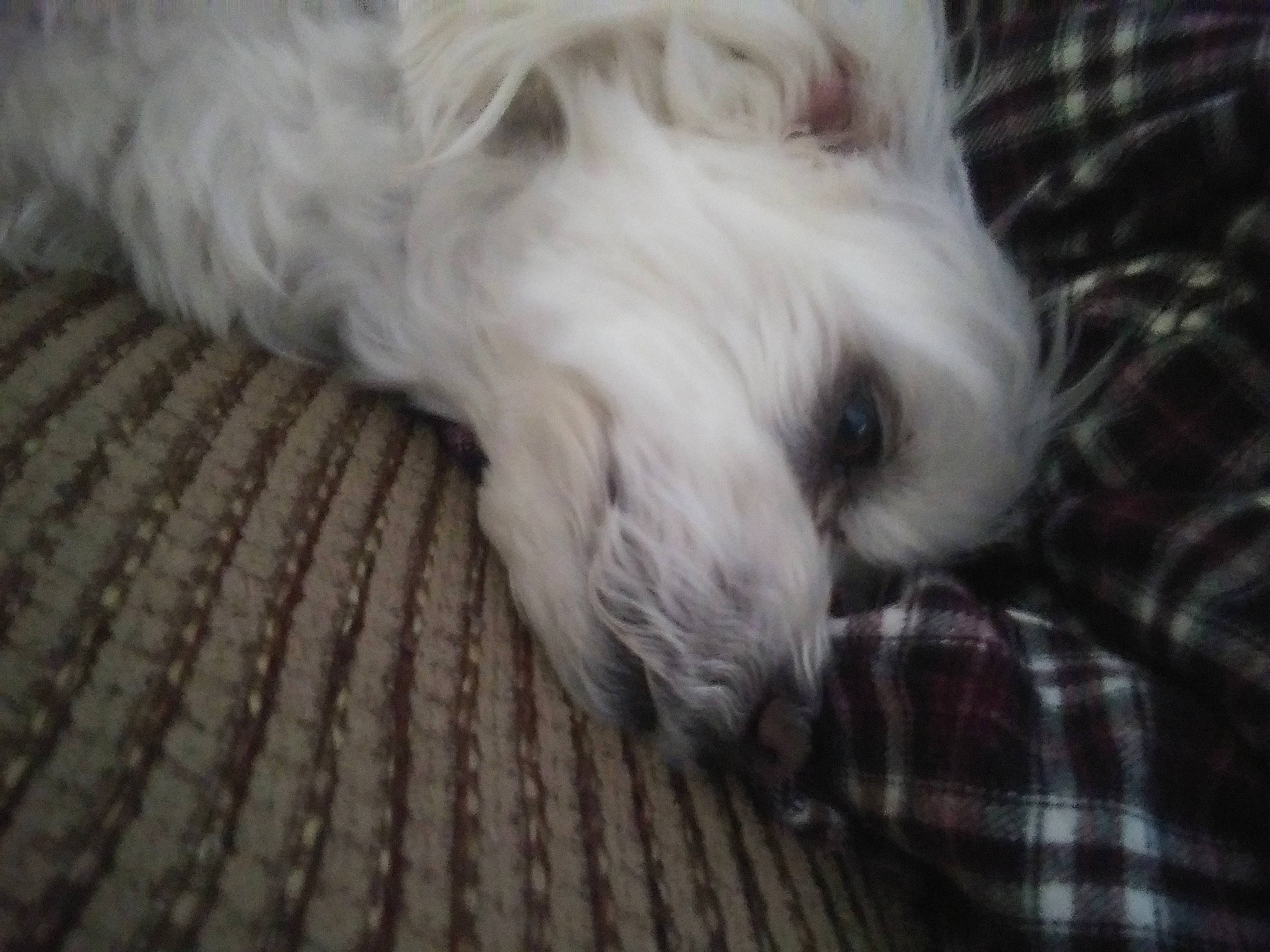 Cuddles joined the competition — help win amazing prizes! canidae, carnivore, companion_dog, coton_de_tulear, dog, dog_breed, fur, havanese, lhasa_apso, maltese, non_sporting_group, puppy, sporting_group, tibetan_terrier, toy_dog, west_highland_white_terrier