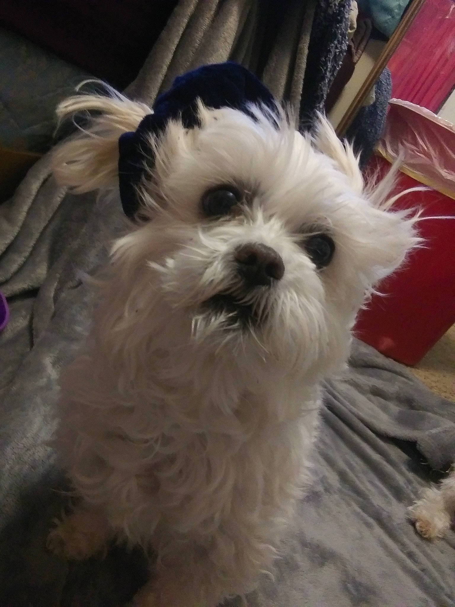 Happy joined the competition — help win amazing prizes! bolonka, canidae, carnivore, chinese_imperial_dog, companion_dog, dog, dog_breed, kyi_leo, lowchen, mal_shi, maltepoo, maltese, mammal, morkie, puppy, schnoodle, shih_poo, shih_tzu, snout, vertebrate