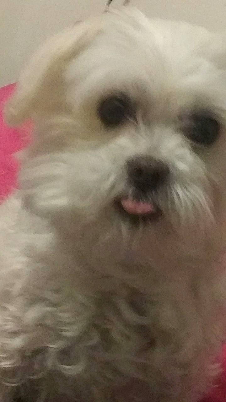 Happy joined the competition — help win amazing prizes! bolognese, bolonka, canidae, carnivore, chinese_imperial_dog, cockapoo, companion_dog, dog, dog_breed, kyi_leo, maltepoo, maltese, mammal, morkie, puppy, schnoodle, shih_poo, shih_tzu, snout, vertebrate