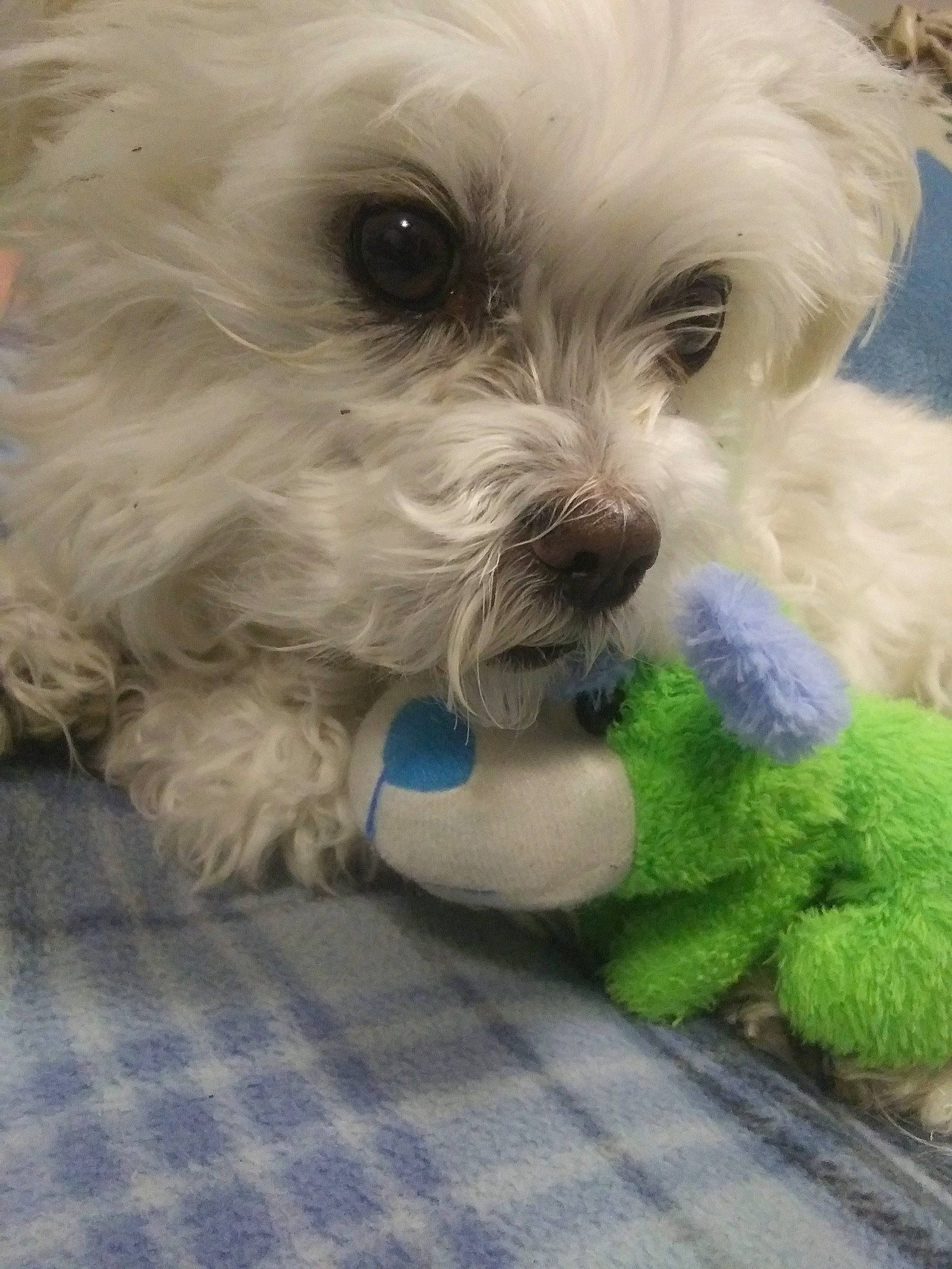 Happy joined the competition — help win amazing prizes! bichon, bichon_frise, bolognese, bolonka, canidae, carnivore, companion_dog, dog, dog_breed, havanese, kyi_leo, maltepoo, maltese, mammal, poodle_crossbreed, puppy, schnoodle, terrier, vertebrate, west_highland_white_terrier