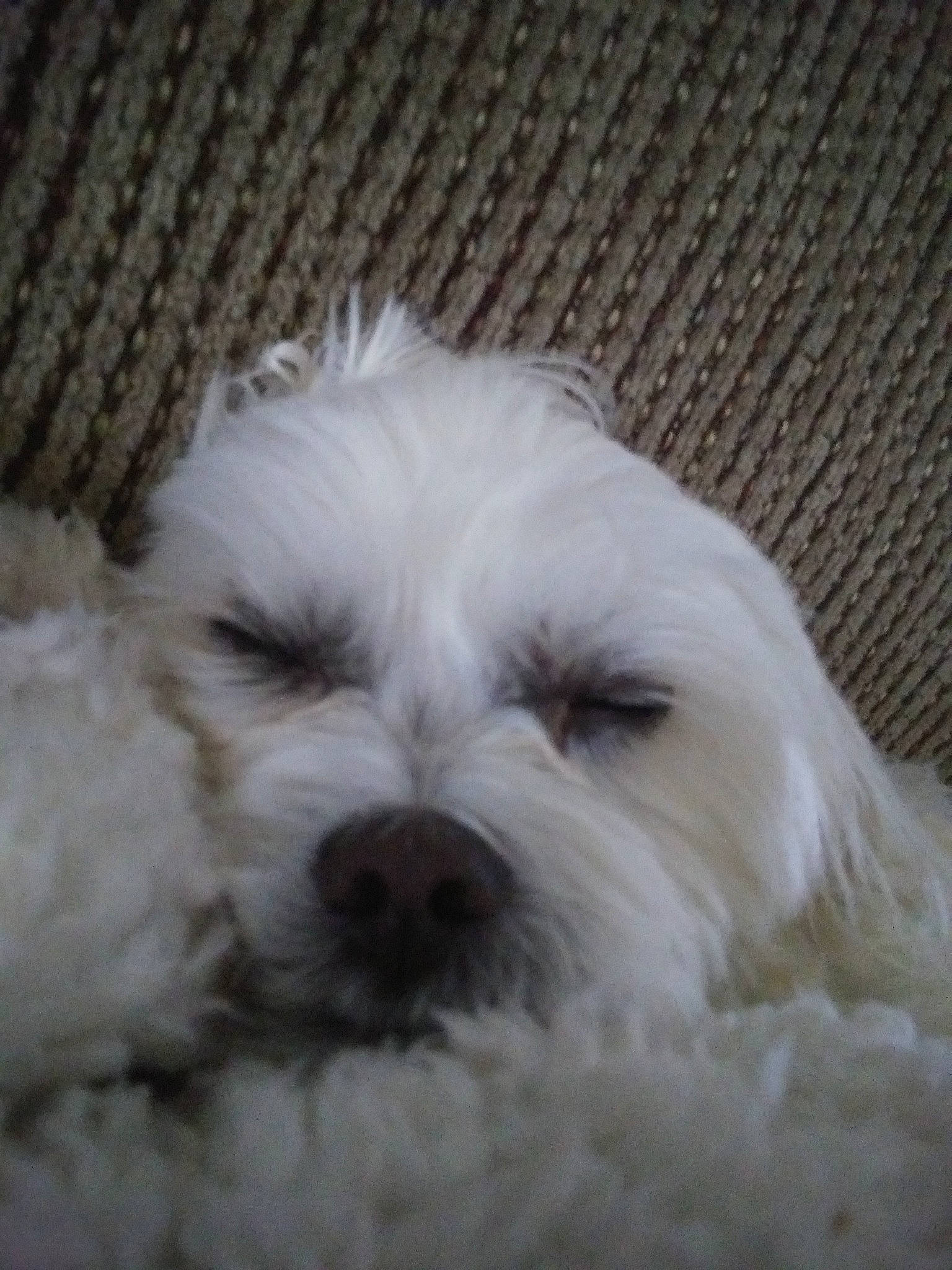 Happy joined the competition — help win amazing prizes! bichon, bolonka, canidae, carnivore, cockapoo, companion_dog, coton_de_tulear, dog, dog_breed, havanese, head, kyi_leo, maltepoo, maltese, mammal, nose, puppy, schnoodle, shih_poo, vertebrate