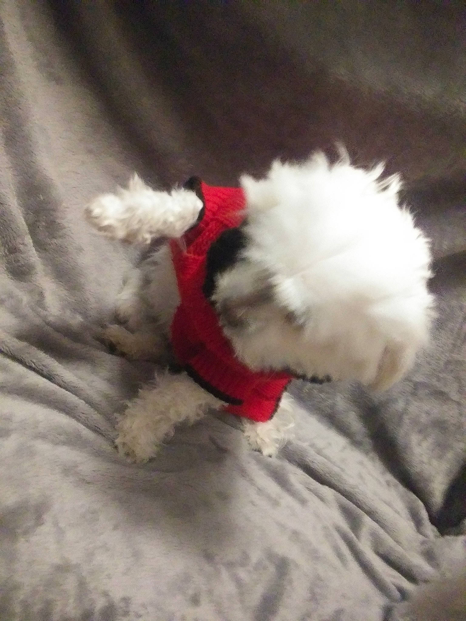 Happy joined the competition — help win amazing prizes! bichon, bolognese, canidae, carnivore, cavachon, cockapoo, companion_dog, coton_de_tulear, dog, dog_breed, maltese, mammal, non_sporting_group, old_english_sheepdog, puppy, schnoodle, shih_tzu, tail, tibetan_terrier, toy_dog