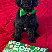 Jackson Browne joined the competition — help win amazing prizes! animal, bed, black_dog, bow_tie, christmas_wrapping_paper, cute, decor, dog, festive, fur, gift, green_bow_tie, holiday, indoor, jingle_bell, pet, portrait, red_blanket, sitting, wrapped_present