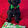 animal, bed, black_dog, bow_tie, christmas_wrapping_paper, cute, decor, dog, festive, fur, gift, green_bow_tie, holiday, indoor, jingle_bell, pet, portrait, red_blanket, sitting, wrapped_present