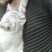 Ryu participe au concours pour gagner de l'argent avec cette photo : affection, beard, cat, closeup, comfort, companion, cozy, feline, friendship, indoor, love, nap, paw, person, relaxation, resting, shirt, sleeping, texture, whiskers