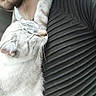 affection, beard, cat, closeup, comfort, companion, cozy, feline, friendship, indoor, love, nap, paw, person, relaxation, resting, shirt, sleeping, texture, whiskers