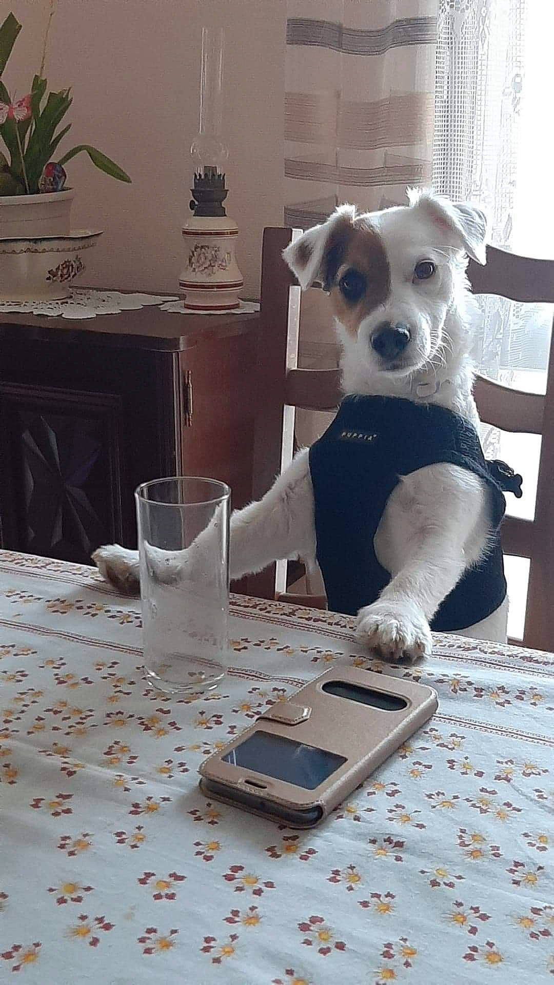 Galak participe au concours pour gagner de l'argent avec cette photo : canidae, carnivore, comfort, companion_dog, dog, dog_breed, drinkware, fawn, flooring, flowerpot, football, houseplant, linens, plant, serveware, snout, sporting_group, table, tableware, white