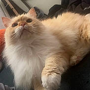 Simba joined the competition — help win amazing prizes! cat, fluffy, cream_colored, indoor, pet, feline, whiskers, curious, relaxed, close_up, paw, long_hair, cute, animal, mammal, soft, looking_up, domestic_cat, furry, cozy