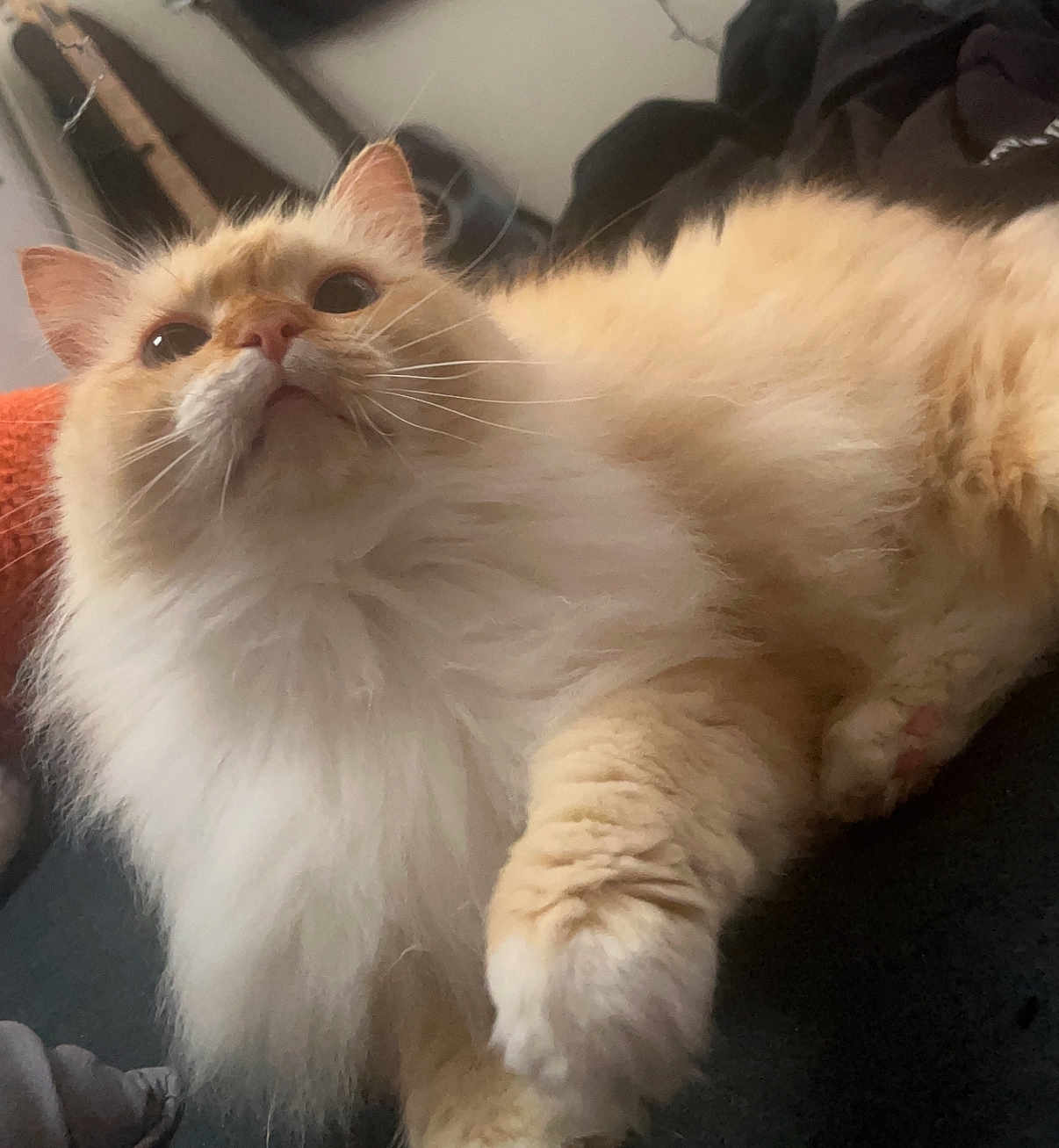 Simba joined the competition — help win amazing prizes! cat, fluffy, cream_colored, indoor, pet, feline, whiskers, curious, relaxed, close_up, paw, long_hair, cute, animal, mammal, soft, looking_up, domestic_cat, furry, cozy