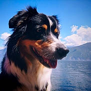 Lola a rejoint le concours — aidez-le/la à gagner de superbes lots ! animal, black, canine, cloud, daytime, dog, fur, happy, lake, landscape, mountain, nature, outdoor, pet, portrait, sky, sunny, tongue_out, water, white